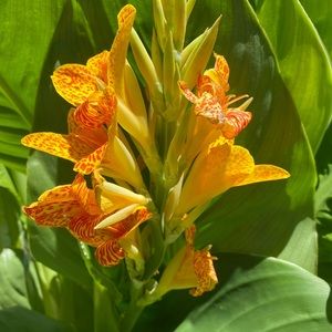 Meet your Posher, Audrey